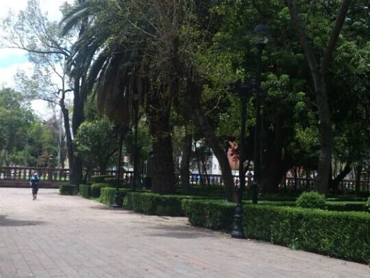 Incendian árbol en el Jardín Santiago Tlatelolco