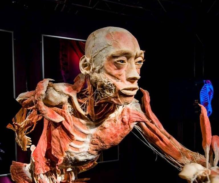 Descubriendo el Universo Dentro: La Exposición “Our Body” en Ciudad de México