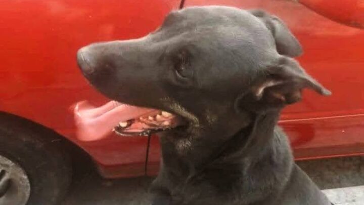 Rescate y adopción de una perrita abandonada, en la Obrera