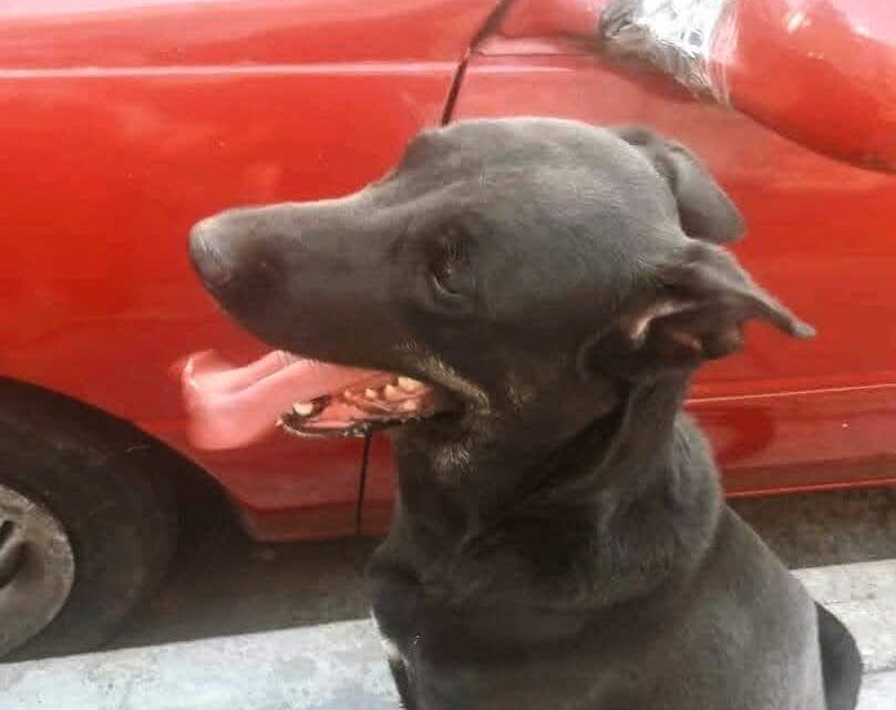 Rescate y adopción de una perrita abandonada, en la Obrera